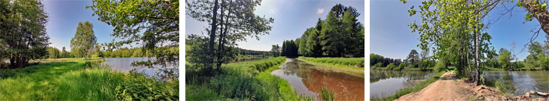 Wiesauer Waldseen und Muckenthaler Teichpfanne 3 wanderweg 4 wiesauer weiher waldseen rundweg oberpfalz stiftland steinwald