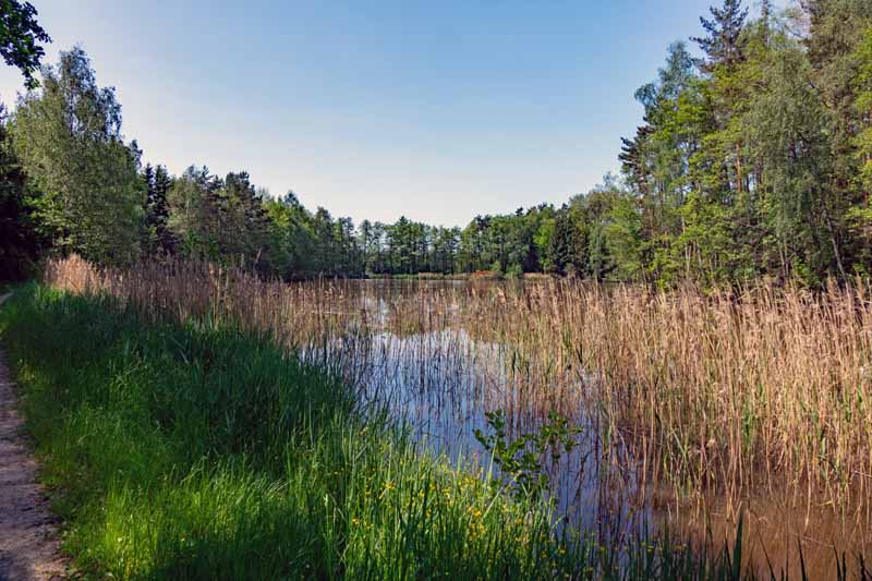 Wiesauer Waldseen und Muckenthaler Teichpfanne 12 wanderweg 4a muckenthaler weiher teich karpfen wanderung