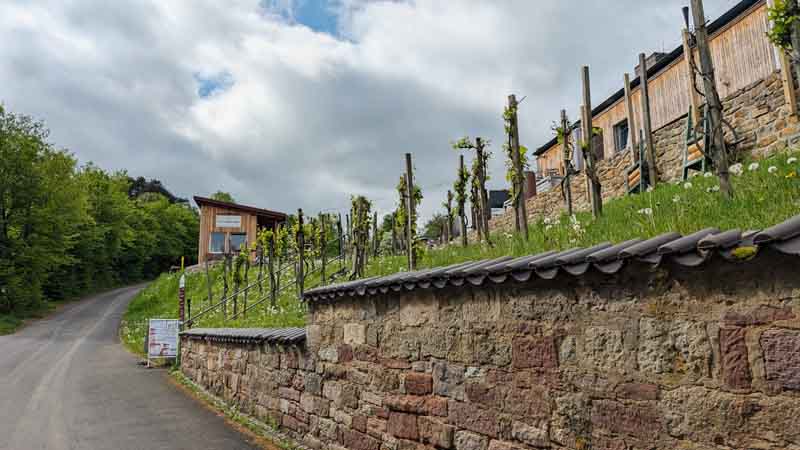 burg saaleck hammelburg älteste weinstadt