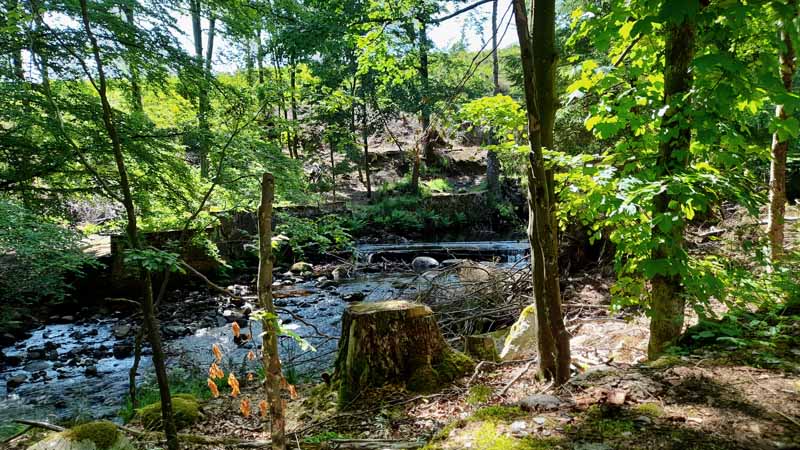 Elendstal Harz 4 elendstal kalte bode elend harz wanderung