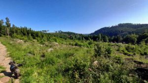 Elendstal Harz 15 blick vom hügel schierke auf das elendstal harz
