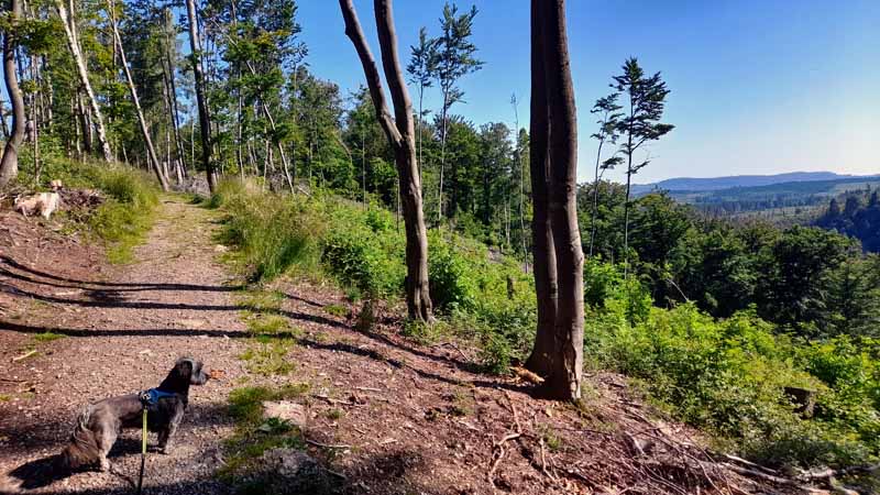 Elendstal Harz 14 wandern elendstal helenenruh harz schierke elend rundweg