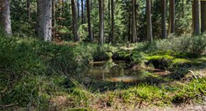 weißmain ochsenkopf steig wandern fichtelgebirge naturpark bayern
