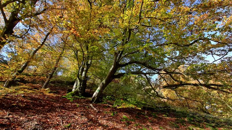 NATIONALPARKS IN DEUTSCHLAND 10 nationalparks in deutschland hunsrück hochwald rlp saarland