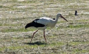 Naturschutzgebiet Rhäden am Monte Kali 16 störche am grünen band rhäden rundweg obersuhl heringen