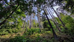 urwaldpfad leutenberg thüringen