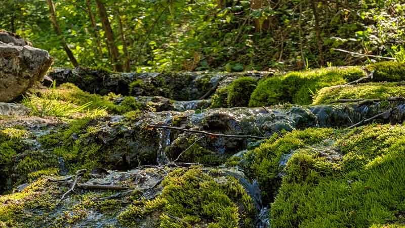 Naturlehrpfad Weißenohe zur Lillachquelle 14 fränkische schweiz wandern naturlehrpfad lillachtal
