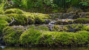 Naturlehrpfad Weißenohe zur Lillachquelle 12 sinterstufen kalkterrassen lillach tal quelle weißenohe