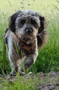 unser hund sonny begleiter abenteuer